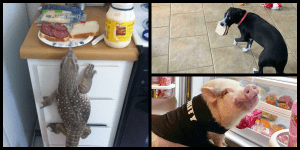 mascotaglotona_featured mascotaglotona_featured